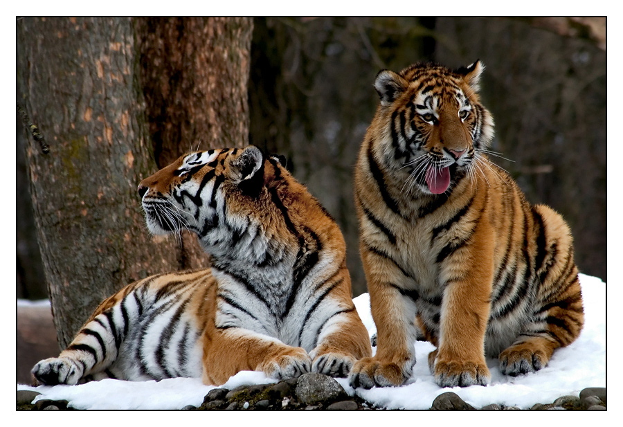 Panthera tigris altaica