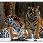 Panthera tigris altaica