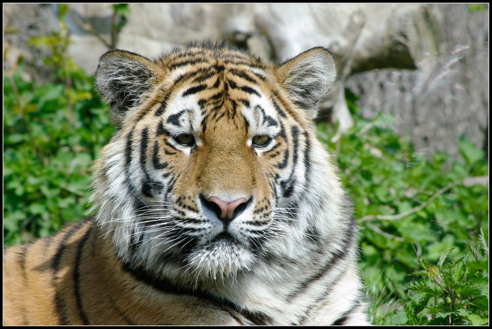 Panthera tigris altaica