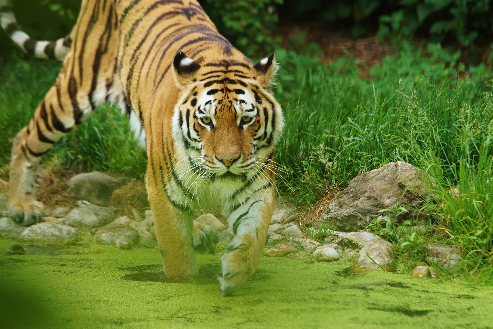 Panthera tigris altaica - Die größte aller Katzen