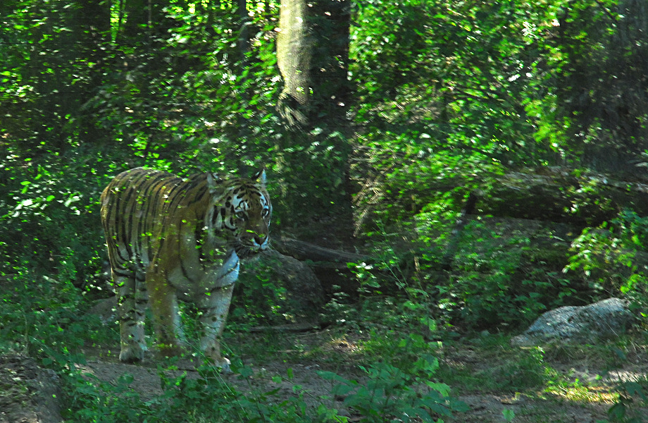 Panthera tigris altaica