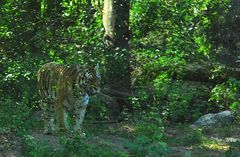 Panthera tigris altaica