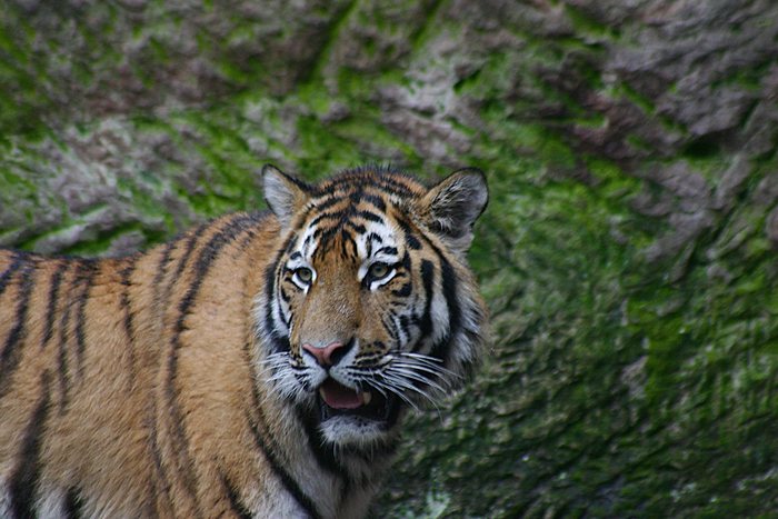 Panthera tigris altaica