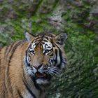 Panthera tigris altaica