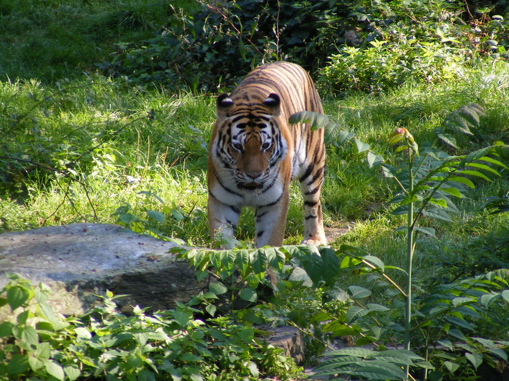 Panthera tigris altaica; vielleicht der letzte?