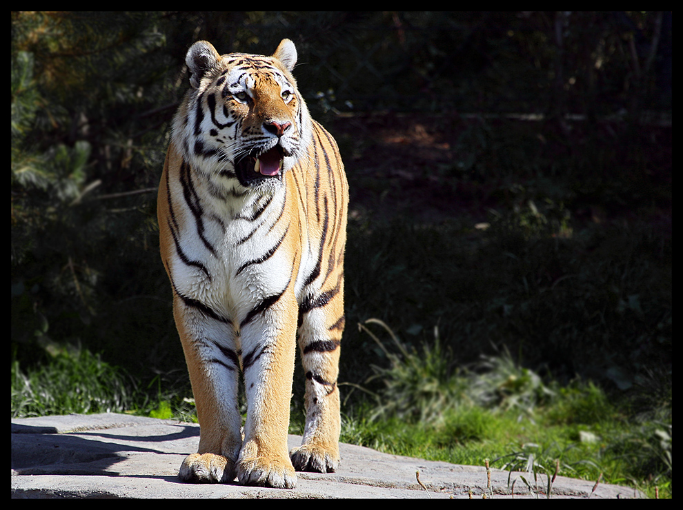 Panthera tigris