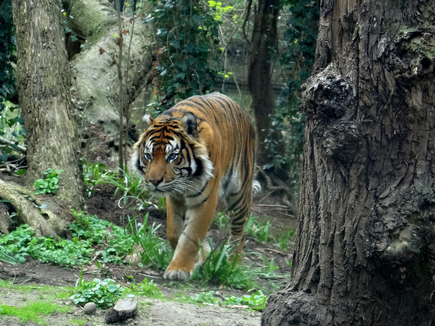 Panthera tigris sumatrae