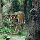 Panthera tigris sumatrae