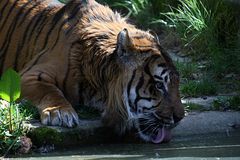 ... panthera tigris sumatrae ...