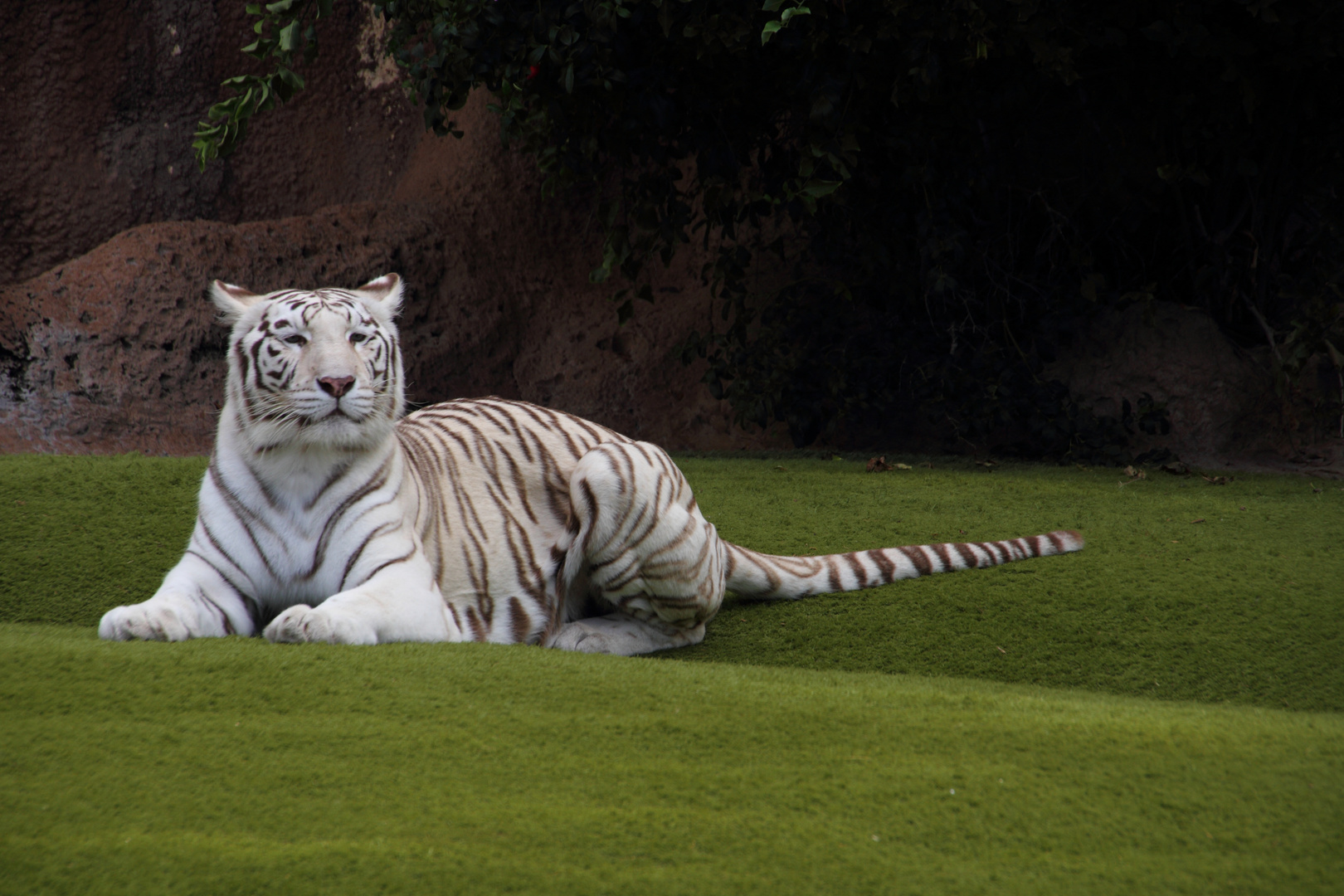 ~ Panthera tigris tigris ~