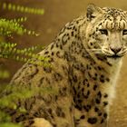 Panthera uncia - IRBIS