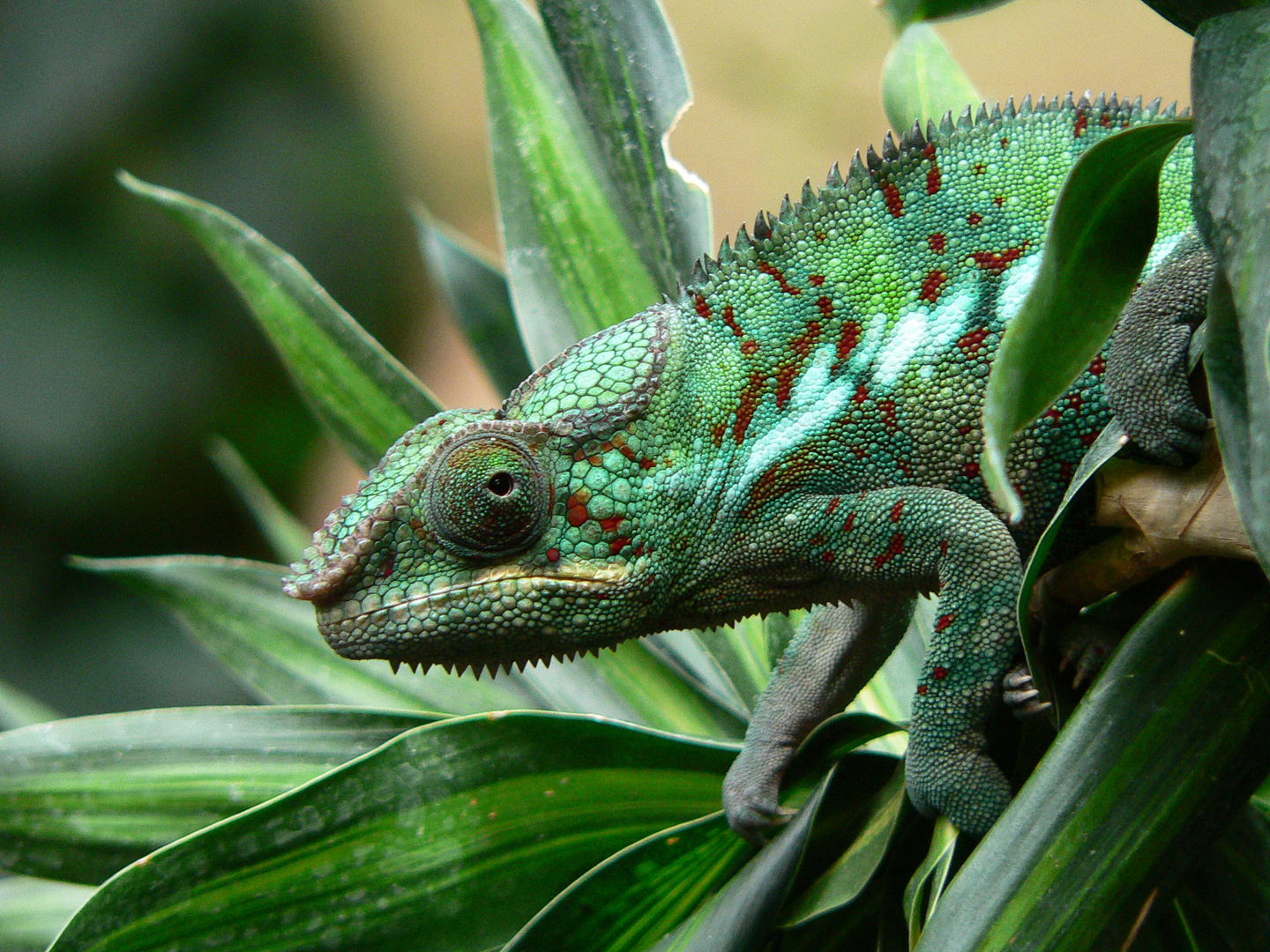 Panthercameleon