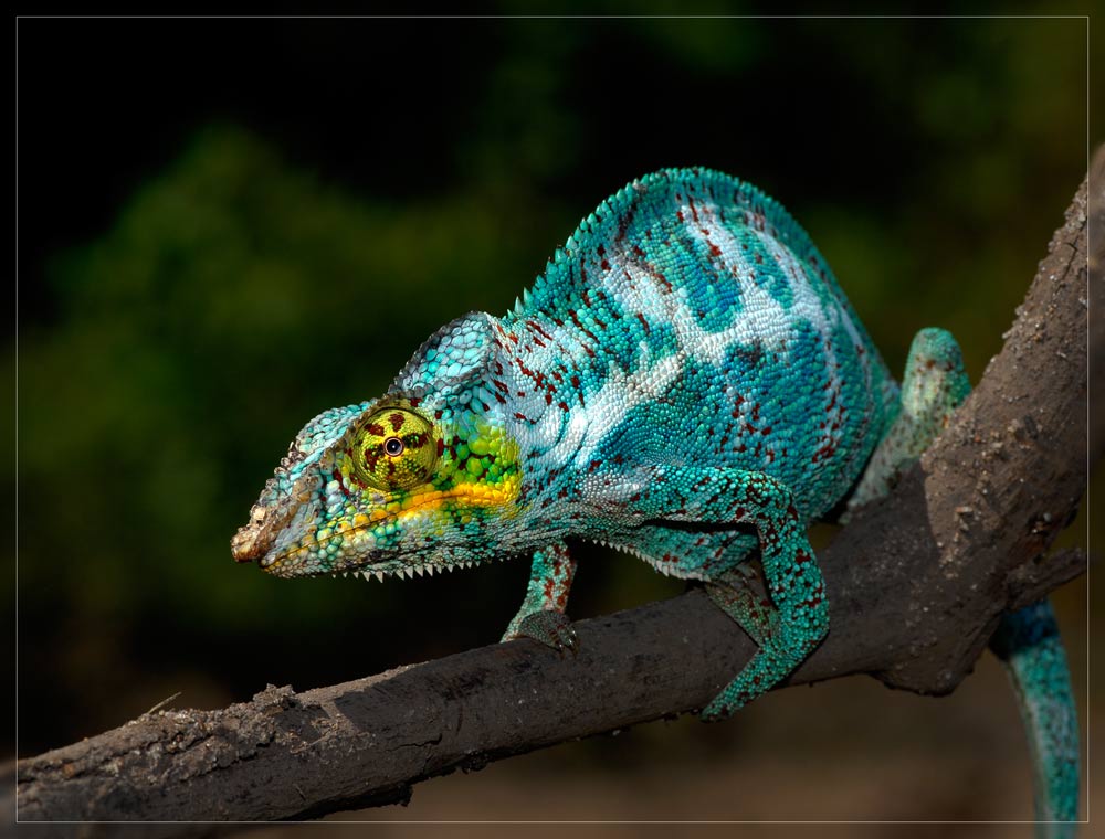 Pantherchamaeleon auf Nosy faly Foto & Bild | tiere, wildlife