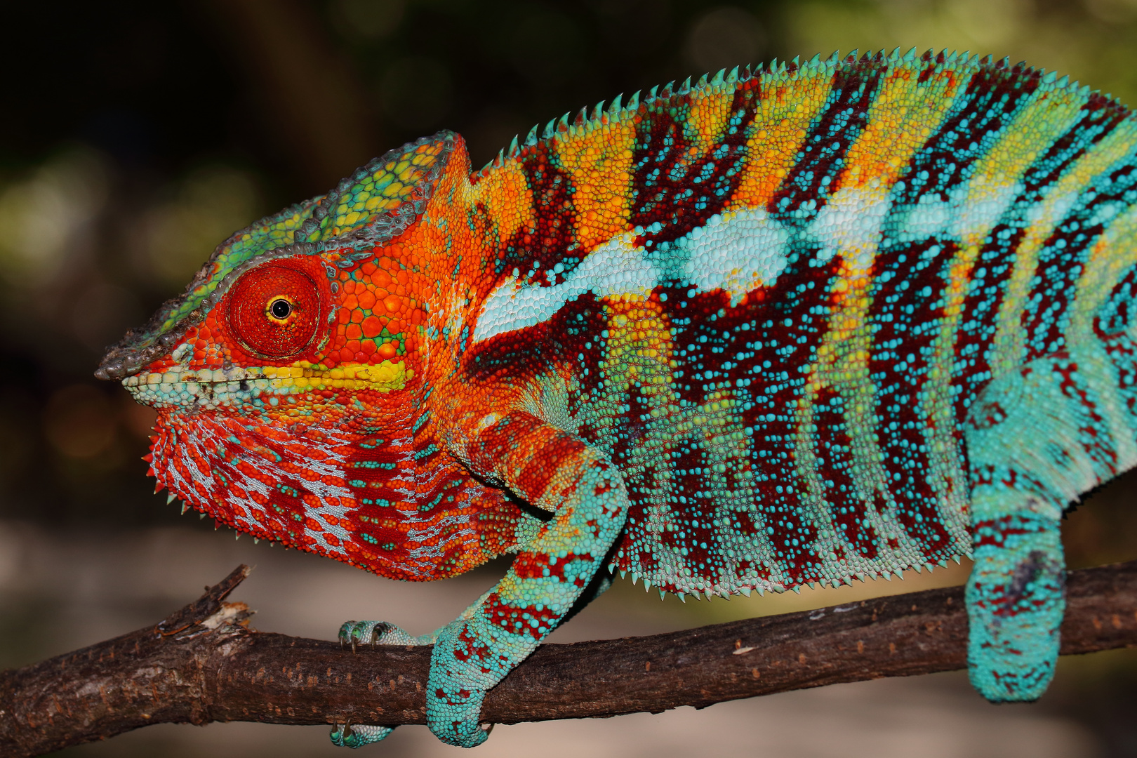 Pantherchamaeleon, Furcifer pardalis