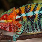 Pantherchamaeleon, Furcifer pardalis