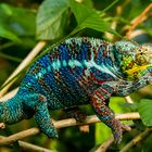 Pantherchamäleon (Furcifer pardalis)