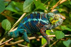 Pantherchamäleon (Furcifer pardalis)