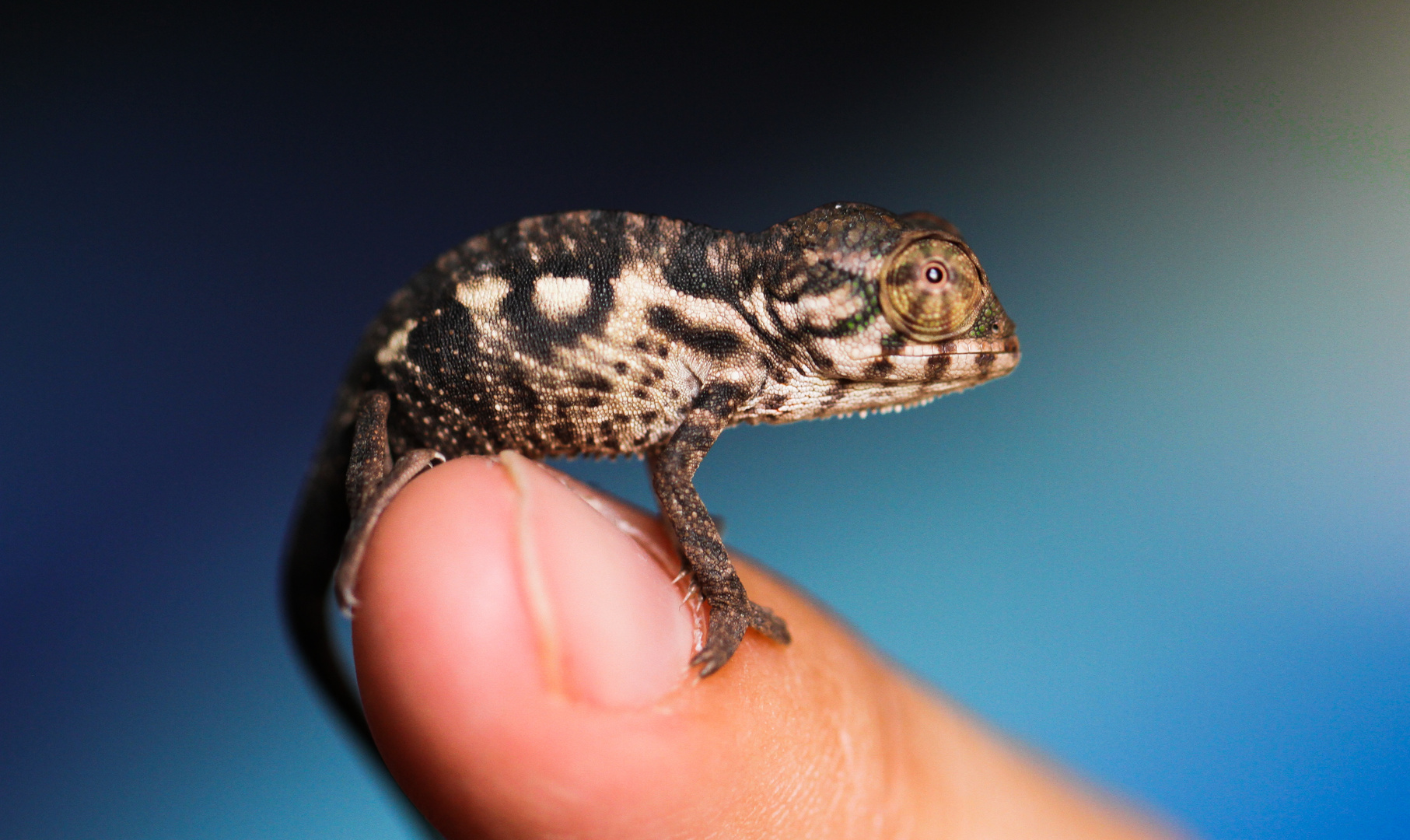 Pantherchamäleon ( Furcifer pardalis)