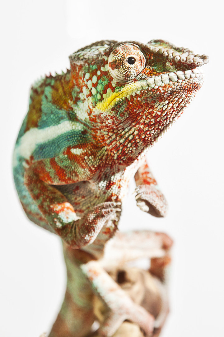 Pantherchamäleon (Furcifer Pardalis)