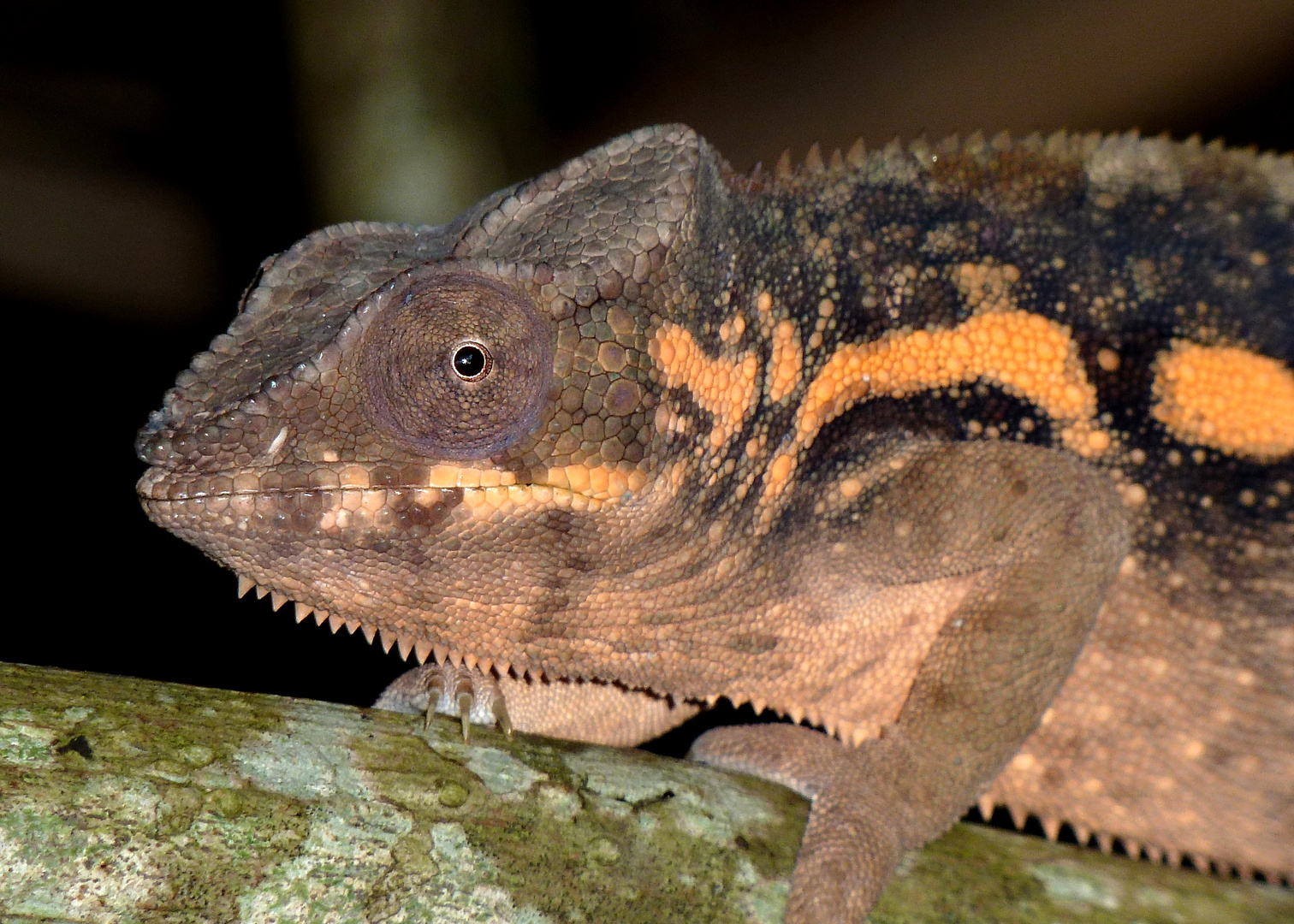 Pantherchamäleon (Furcifer pardalis)