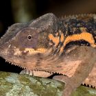 Pantherchamäleon (Furcifer pardalis)