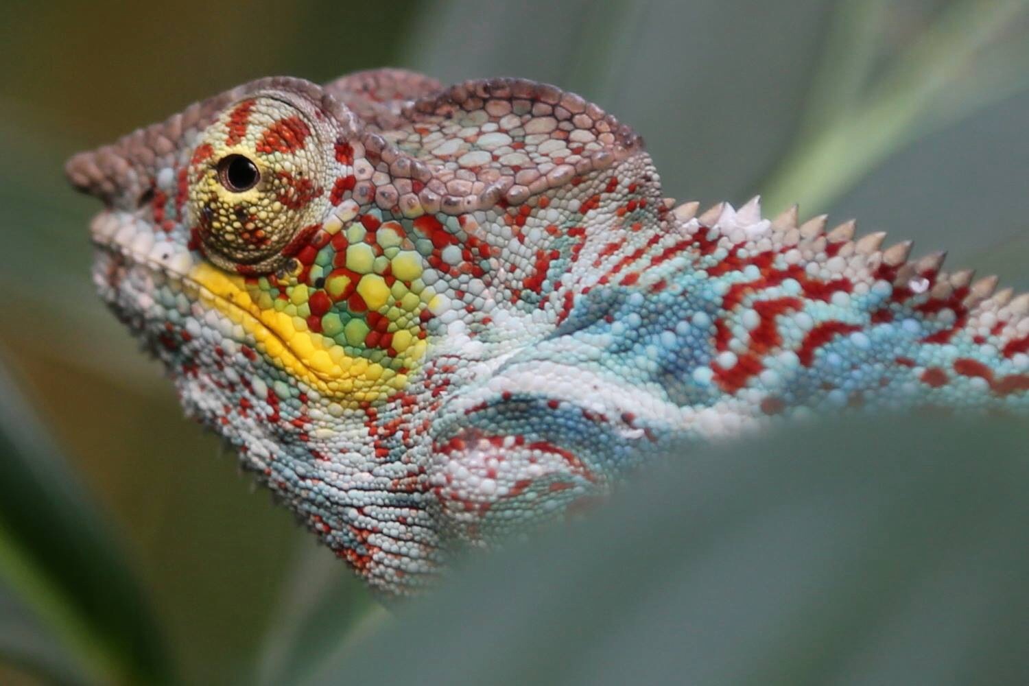 PANTHERCHAMÄLEON (FURCIFER PARDALIS)