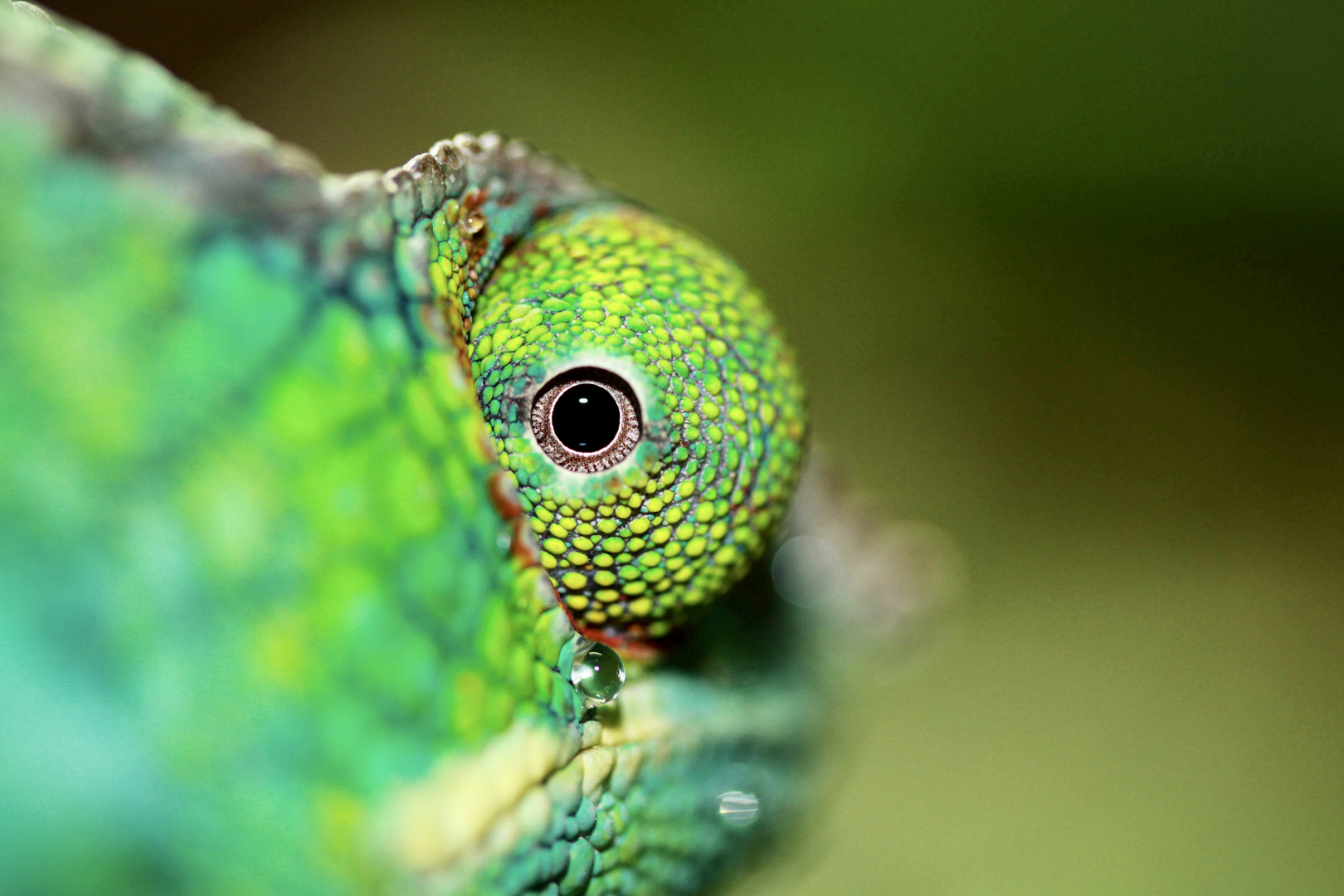 Pantherchamäleon/ Furcifer Pardalis Ambiana - mit dem Zweiten sieht man besser