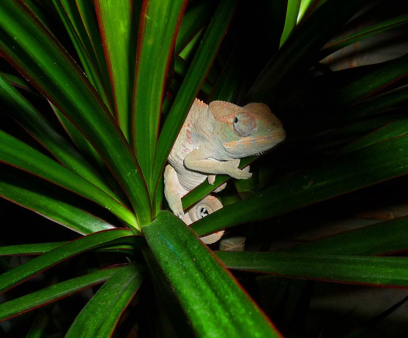 Pantherchamäleon furcifer pardalis Ambilobe