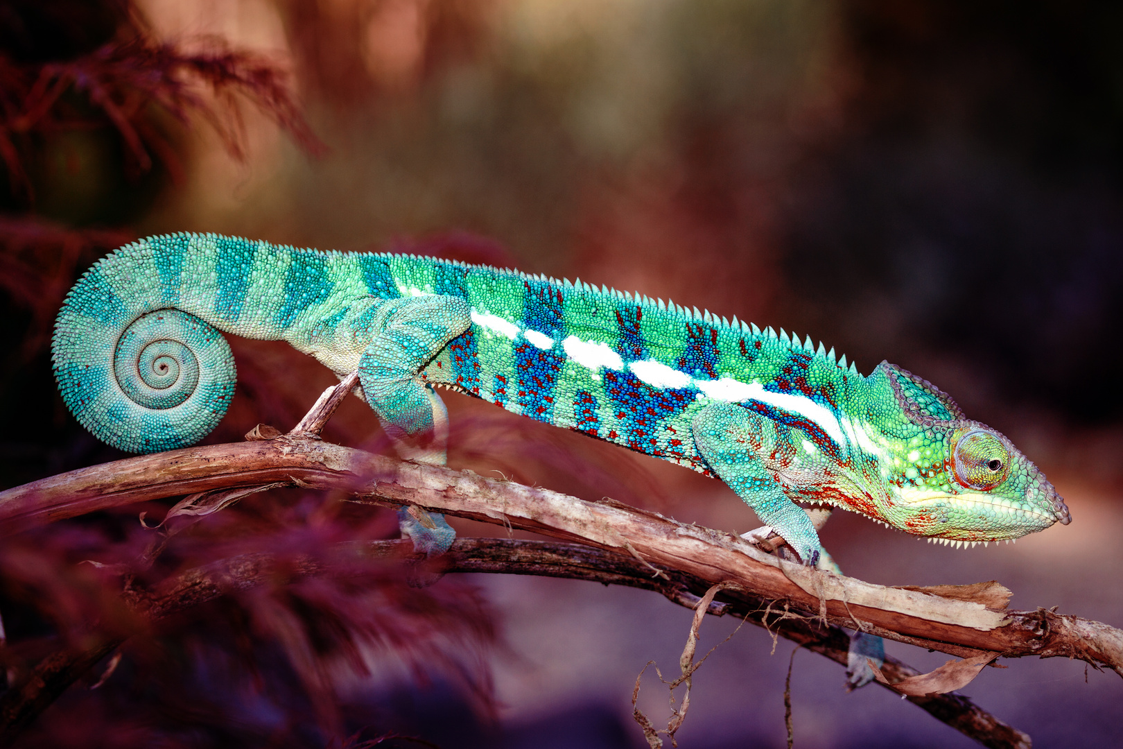 Pantherchamäleon/ Furcifer Pardalis Ankify