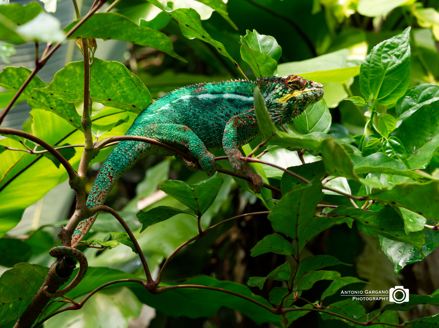 Pantherchamäleon - Furcifer Pardalis