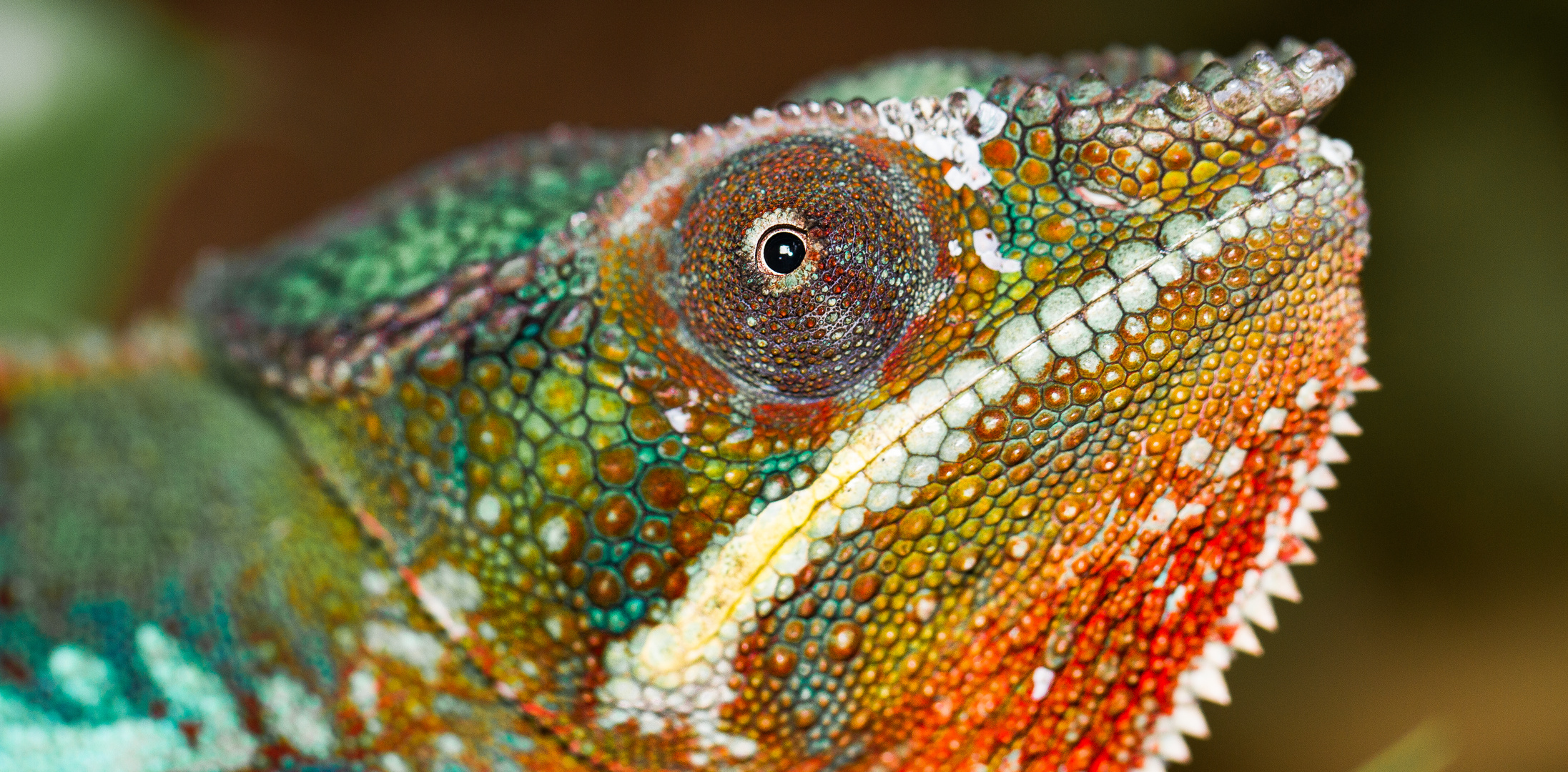 Pantherchamäleon ( Furcifer Pardalis, Lokalform Ambilobe)