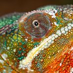 Pantherchamäleon ( Furcifer Pardalis, Lokalform Ambilobe)