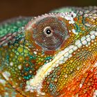 Pantherchamäleon ( Furcifer Pardalis, Lokalform Ambilobe)