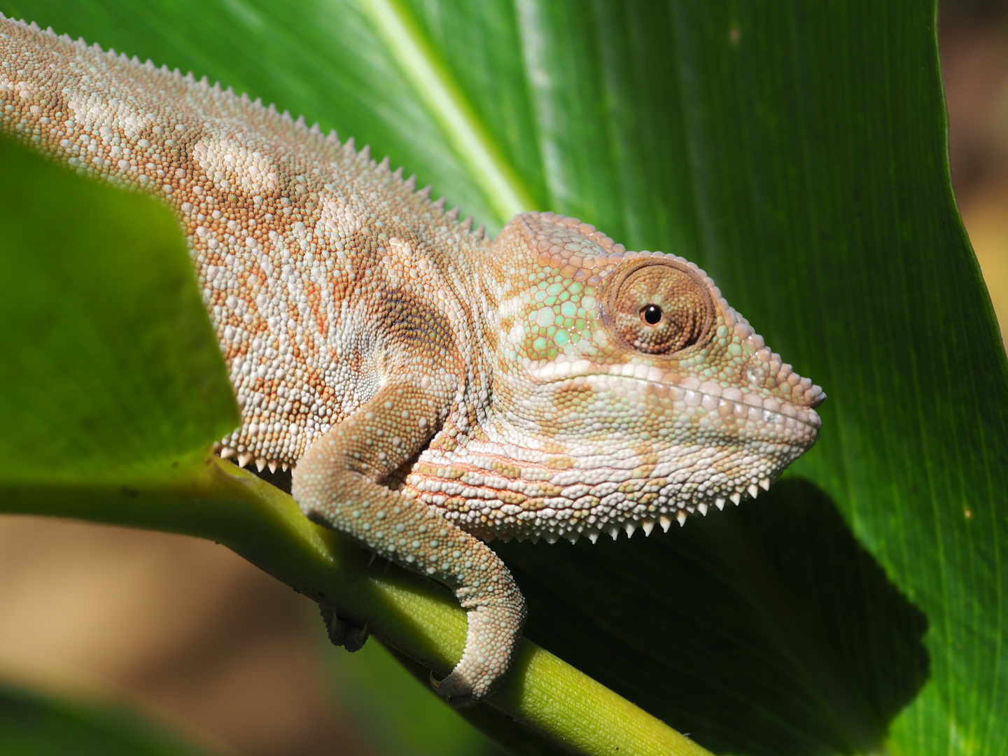 Pantherchamäleon - Madagaskar