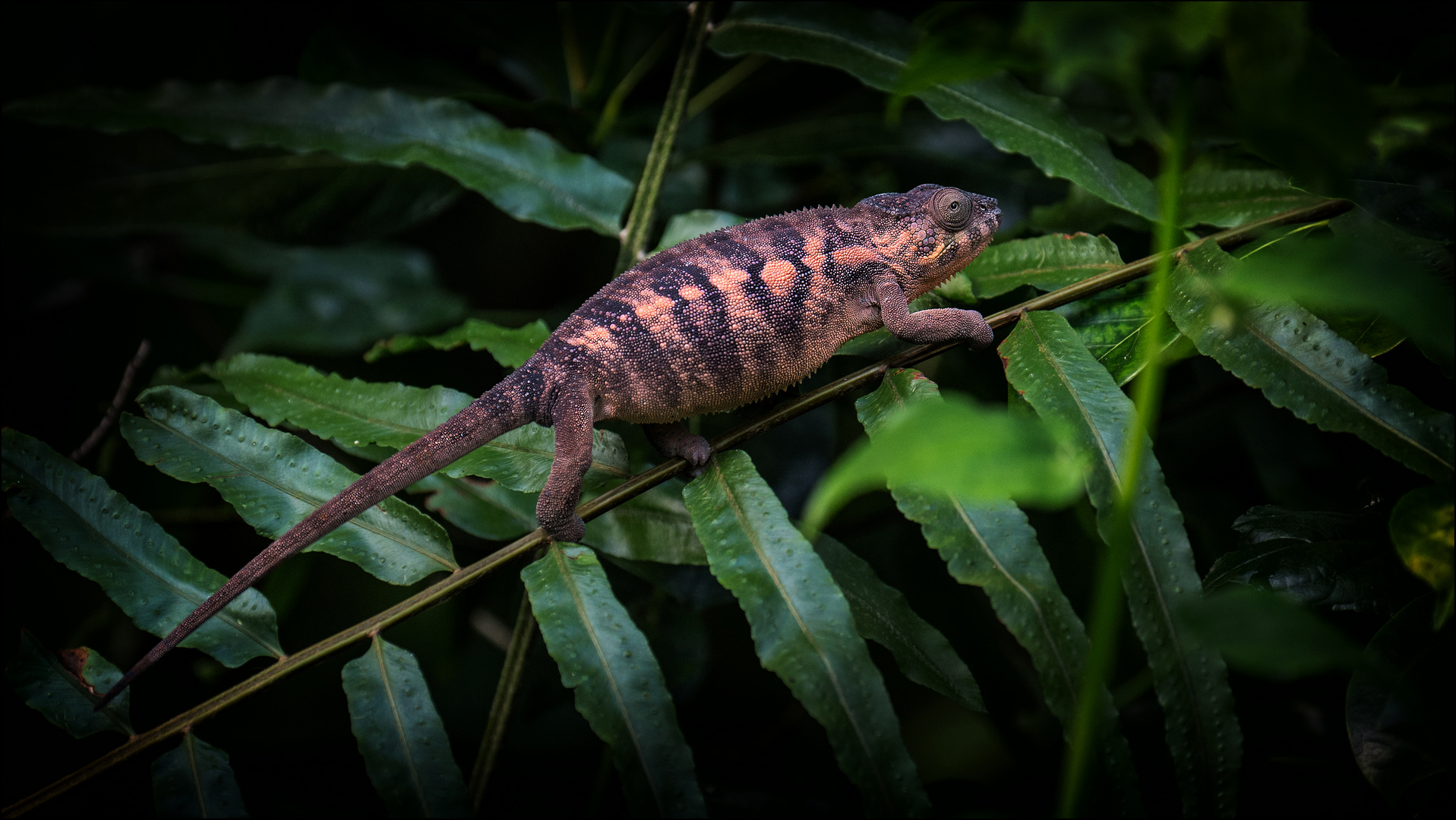 Pantherchamaeleon Weibchen