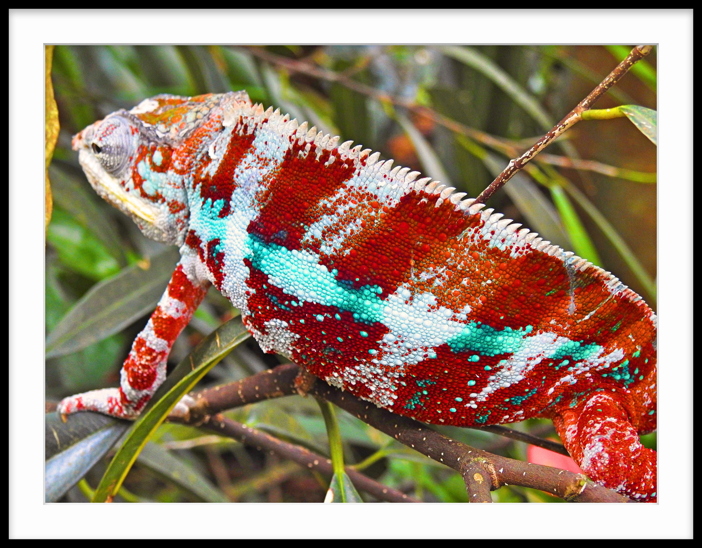 Pantherchameleon