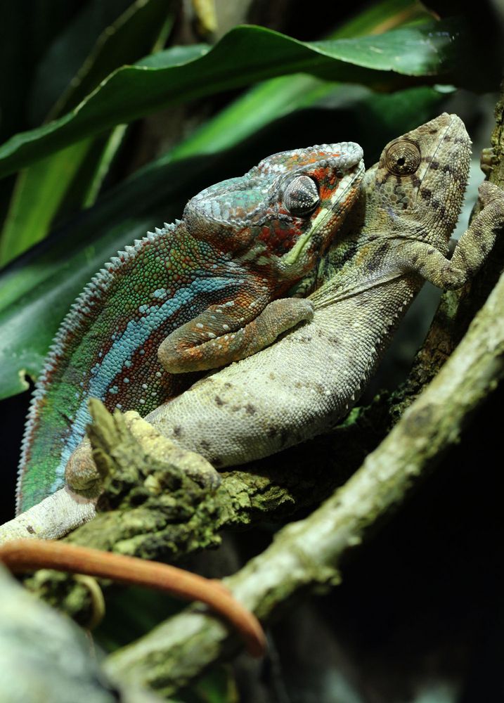 Pantherchameleons