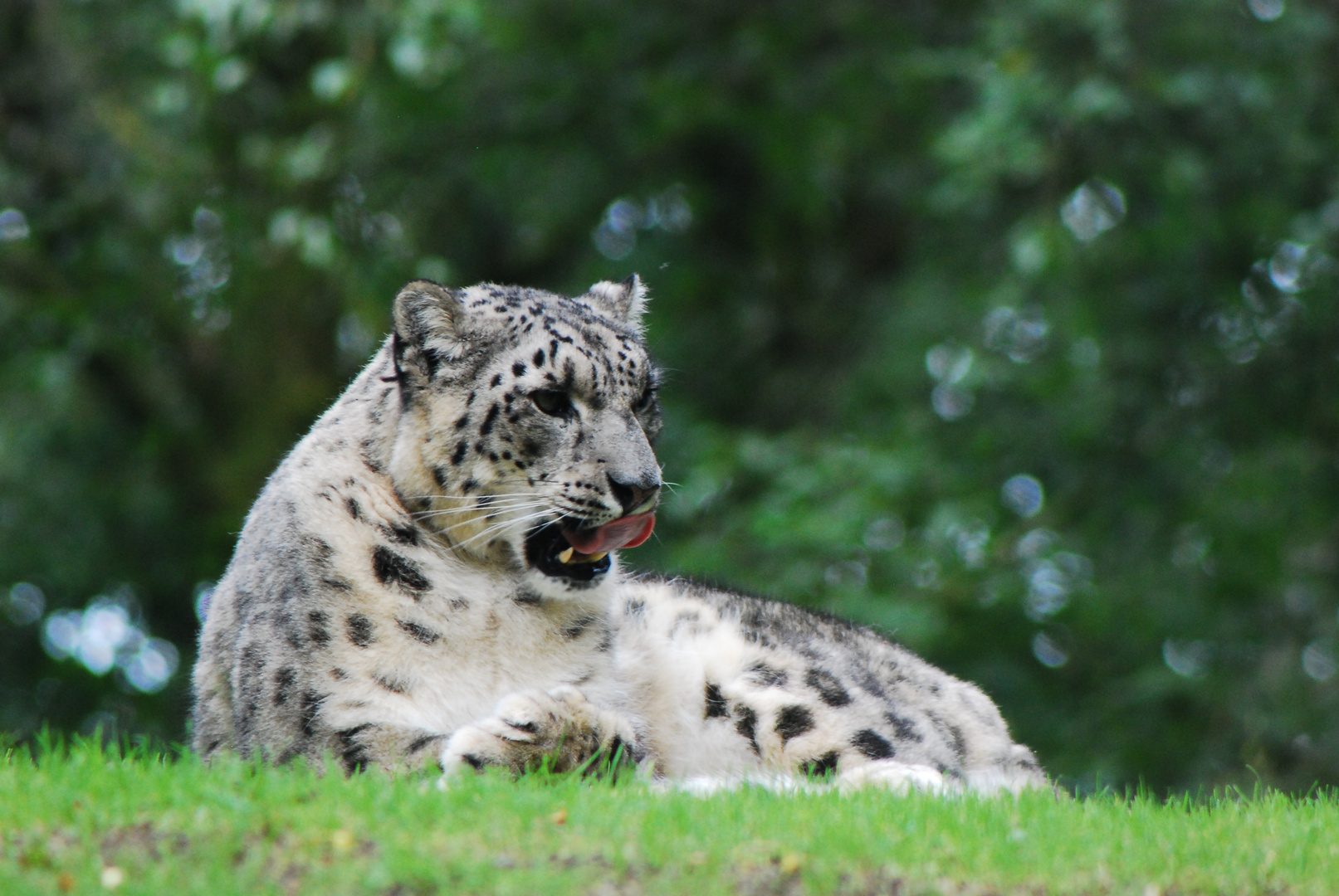 A La Recherche De La Panthere Des Neiges Panthère des neiges .. photo et image | animaux, zoo et animaux en