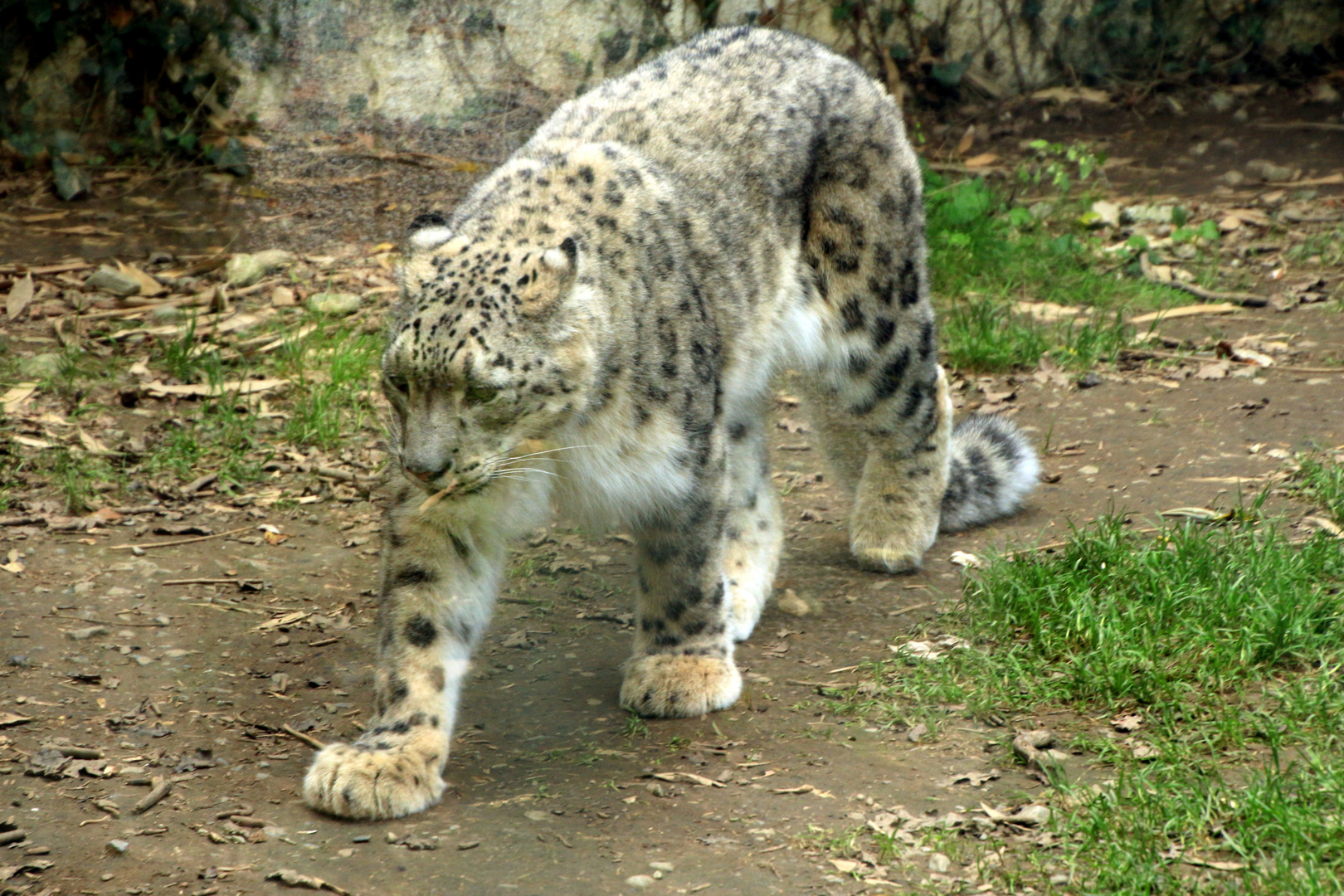 Panthère des neiges du Zoo d'ASSON