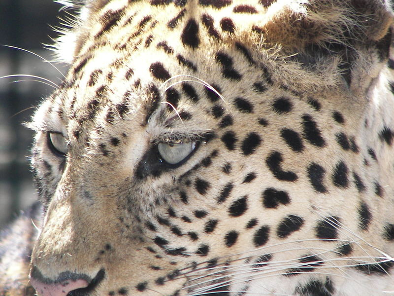 Panthère du zoo de LA TESTE(Arcachon)