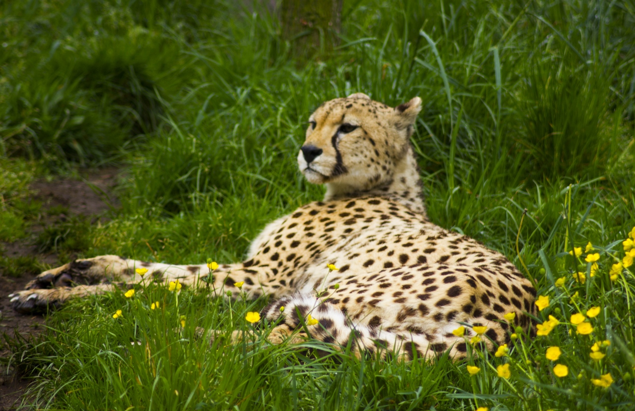 Panthère vue au Zoo de Pont-scorff