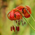 Pantherlilie - Lilium pardalinum