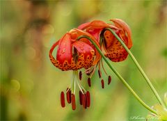 Pantherlilie - Lilium pardalinum