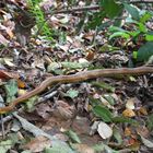  Pantherophis alleghaniensis