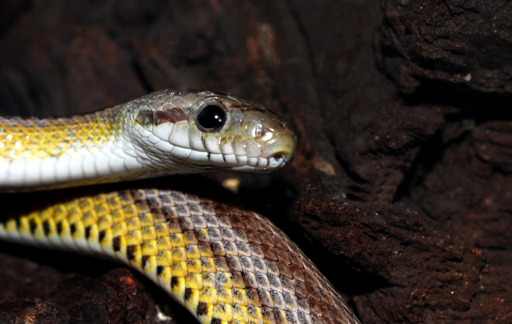 Pantherophis guttatus