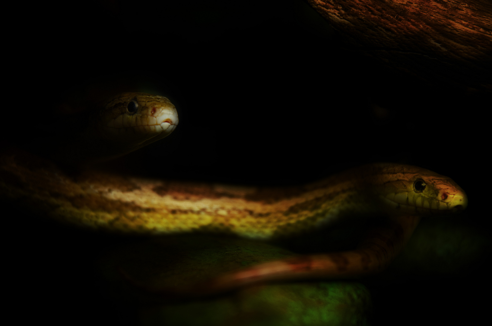 Pantherophis guttatus