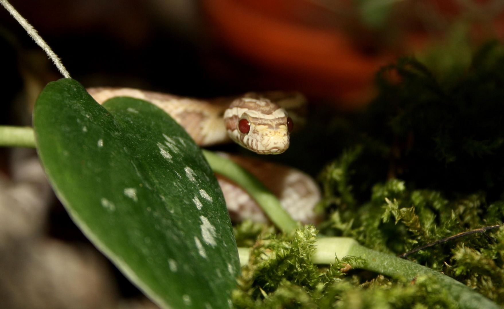 Pantherophis guttatus