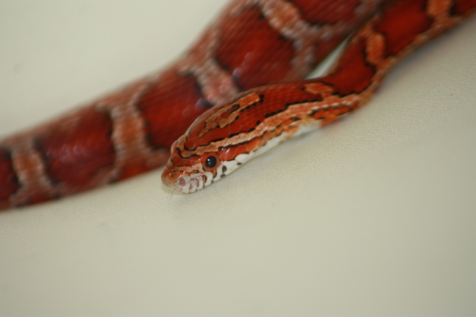 Pantherophis guttatus guttattus