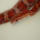 Pantherophis guttatus guttattus