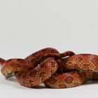 Pantherophis guttatus / Kornnatter